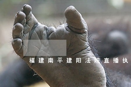 福建南平建阳法院直播执行攻坚 福建南平建阳法院直播执行攻坚