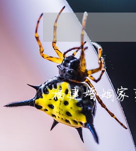 福建婚姻家事律师排名 福建婚姻家事律师排名