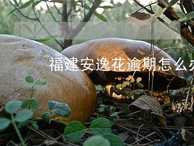 福建安逸花逾期怎么办