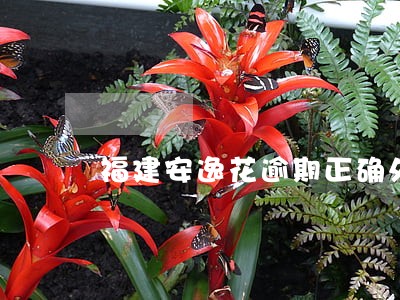 福建安逸花逾期正确处理方案 福建安逸花逾期正确处理方案