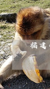 福建律师工作好找吗