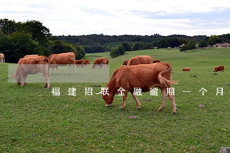 福建招联金融逾期一个月 福建招联金融逾期一个月