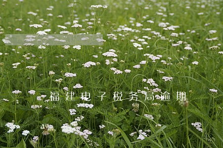 福建电子税务局逾期 福建电子税务局逾期