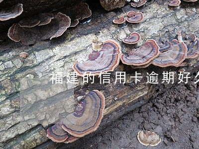 福建的信用卡逾期好久 福建的信用卡逾期好久