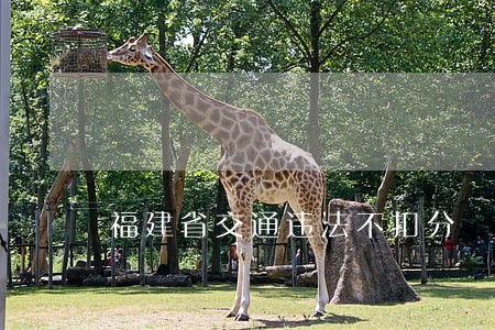 福建省交通违法不扣分 福建省交通违法不扣分