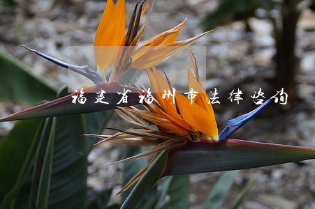 福建省福州市法律咨询 福建省福州市法律咨询