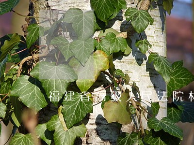 福建省高级人民法院林伟 福建省高级人民法院林伟