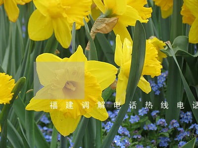 福建调解电话热线电话