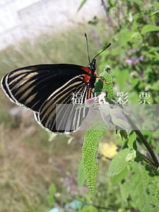 福星彩票是违法的吗 福星彩票是违法的吗