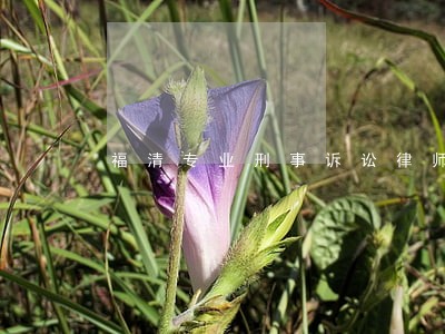 福清专业刑事诉讼律师