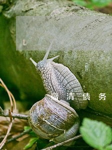 福清债务律师团队 福清债务律师团队