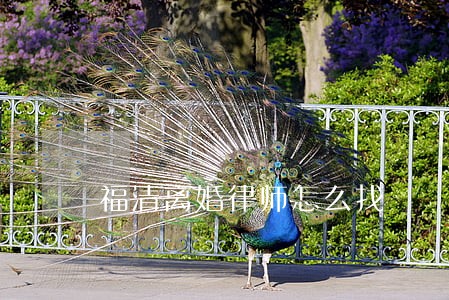 福清离婚律师怎么找 福清离婚律师怎么找