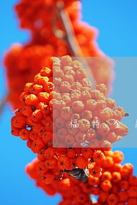 福特金融未扣款算逾期吗 福特金融未扣款算逾期吗