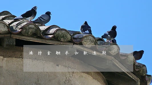 福特金融未扣款逾期