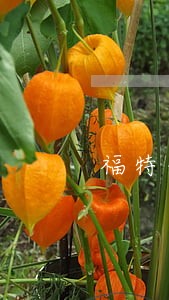 福特金融逾期合同终止 福特金融逾期合同终止