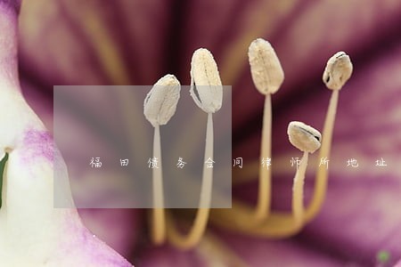 福田债务合同律师所地址 福田债务合同律师所地址