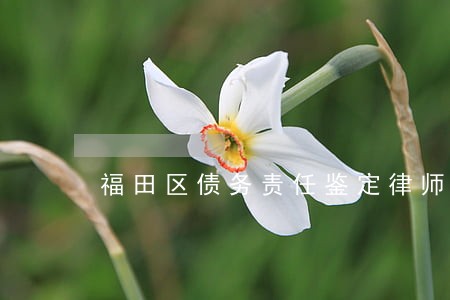福田区债务责任鉴定律师热线 福田区债务责任鉴定律师热线
