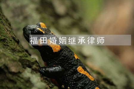福田婚姻继承律师 福田婚姻继承律师