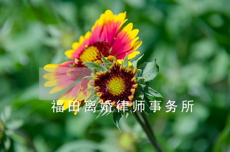 福田离婚律师事务所 福田离婚律师事务所