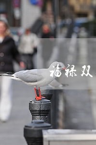 福禄双喜保险逾期3个月会怎样 福禄双喜保险逾期3个月会怎样