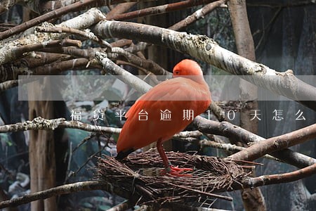 福贷平台逾期10天怎么办 福贷平台逾期10天怎么办
