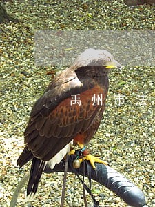 禹州市法院执行局王超 禹州市法院执行局王超