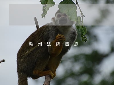 禹州法院四庭
