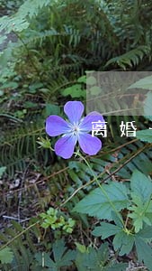 离婚一定要回结婚所在地办吗 离婚一定要回结婚所在地办吗
