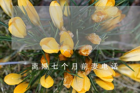 离婚七个月前妻电话 离婚七个月前妻电话