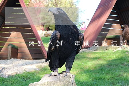 离婚不到一年前夫就结婚 离婚不到一年前夫就结婚