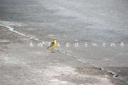 离婚不离家孩子双方抚养 离婚不离家孩子双方抚养