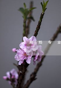 离婚专业律师新都双流 离婚专业律师新都双流