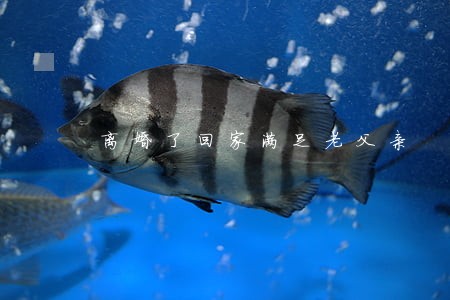 离婚了回家满足老父亲 离婚了回家满足老父亲