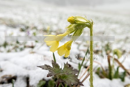 离婚了夫妻怎样分开户口 离婚了夫妻怎样分开户口