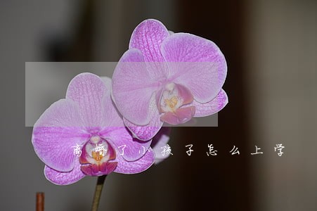 离婚了小孩子怎么上学 离婚了小孩子怎么上学