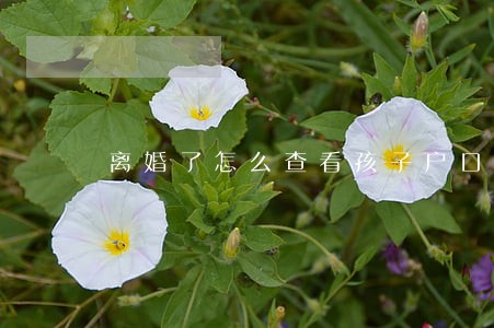 离婚了怎么查看孩子户口本 离婚了怎么查看孩子户口本