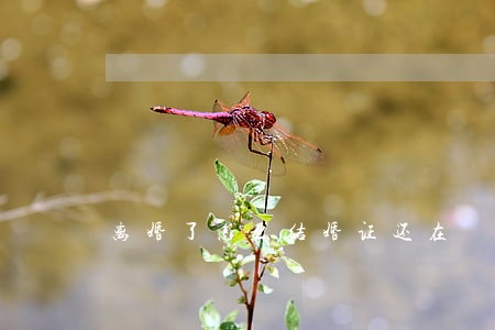 离婚了怎么结婚证还在 离婚了怎么结婚证还在