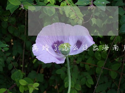 离婚了怎么迁出海南户口