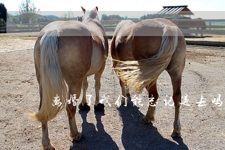 离婚了我们能忘记过去吗 离婚了我们能忘记过去吗