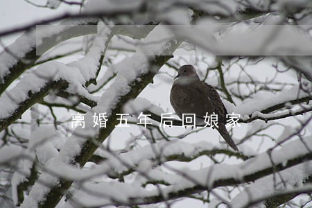 离婚五年后回娘家 离婚五年后回娘家