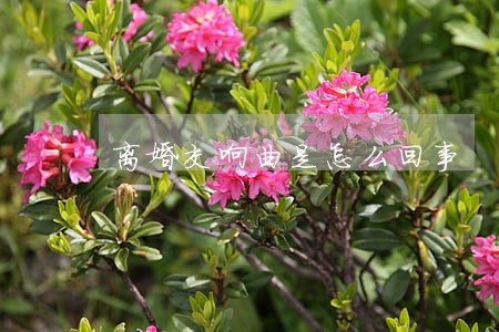离婚交响曲是怎么回事 离婚交响曲是怎么回事