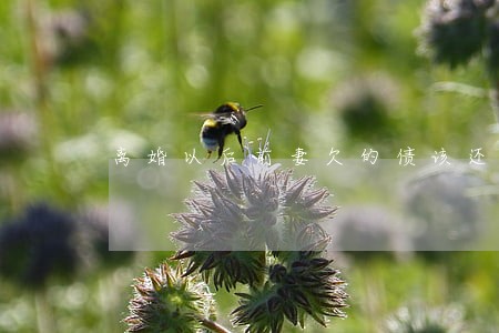 离婚以后前妻欠的债该还吗 离婚以后前妻欠的债该还吗