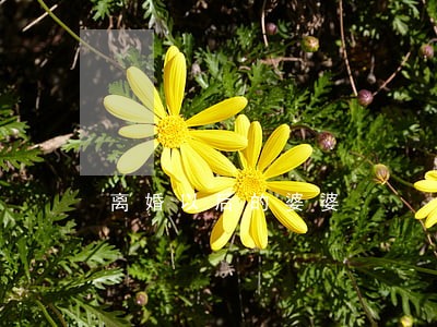 离婚以后的婆婆 离婚以后的婆婆
