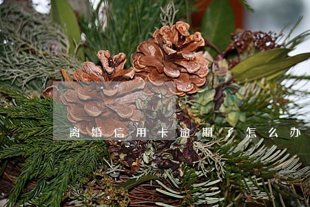 离婚信用卡逾期了怎么办 离婚信用卡逾期了怎么办