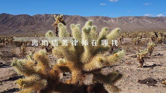 离婚债务律师在哪找 离婚债务律师在哪找
