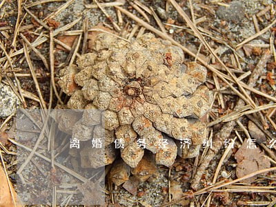 离婚债务经济纠纷怎么请律师 离婚债务经济纠纷怎么请律师