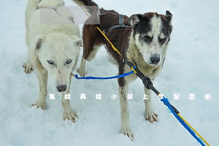 离婚再婚小孩上学是否单亲 离婚再婚小孩上学是否单亲
