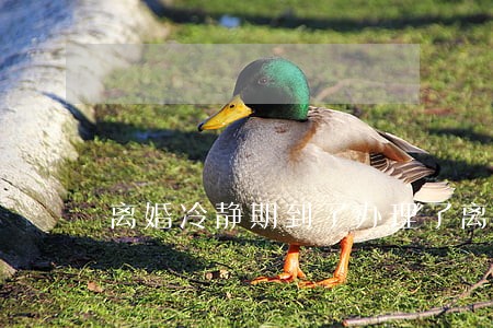 离婚冷静期到了办理了离婚证