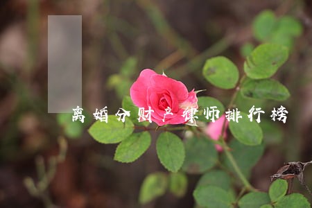 离婚分财产律师排行榜 离婚分财产律师排行榜