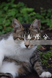离婚分财产的起诉状模板 离婚分财产的起诉状模板